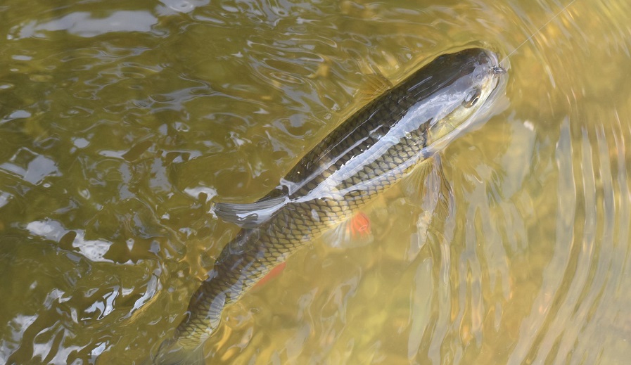 干貨 ▏飼料這么選，更能降低魚價(jià)下跌風(fēng)險(xiǎn)！