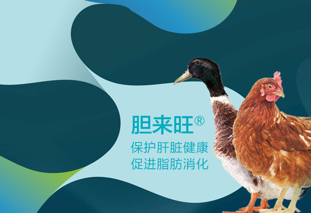 膽來旺?（禽用）