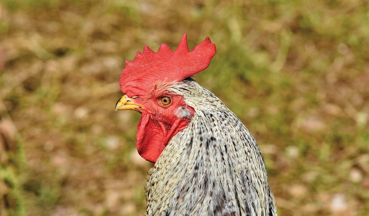 產(chǎn)氣莢膜梭菌的預(yù)防和管理措施！