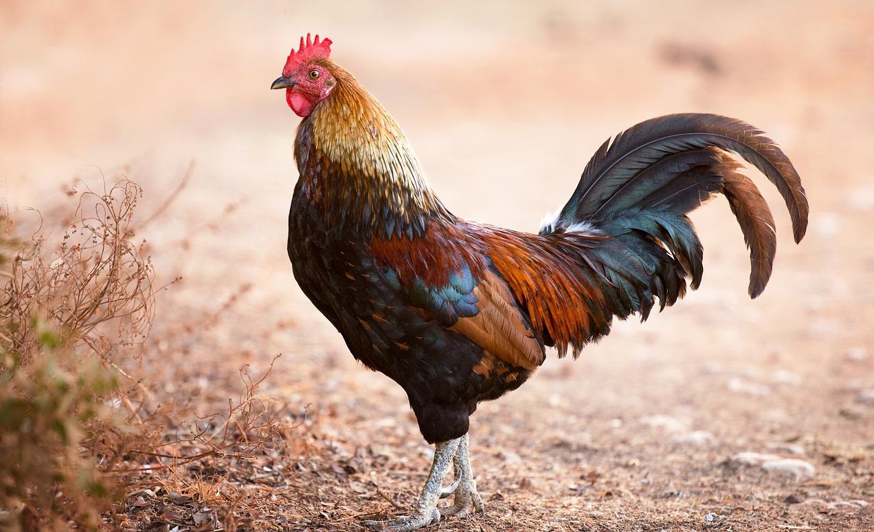 產(chǎn)氣莢膜梭菌致病機(jī)理和流行病學(xué)！